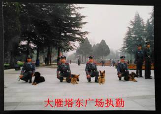 犬防訓(xùn)練(圖2)